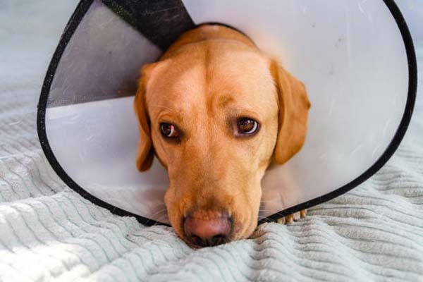 Sick labrador retriever dog with funnel collar