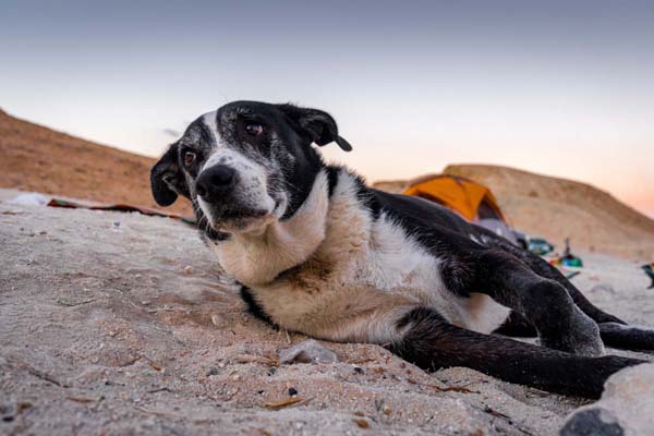 An old dog resting on a sandy surface ground