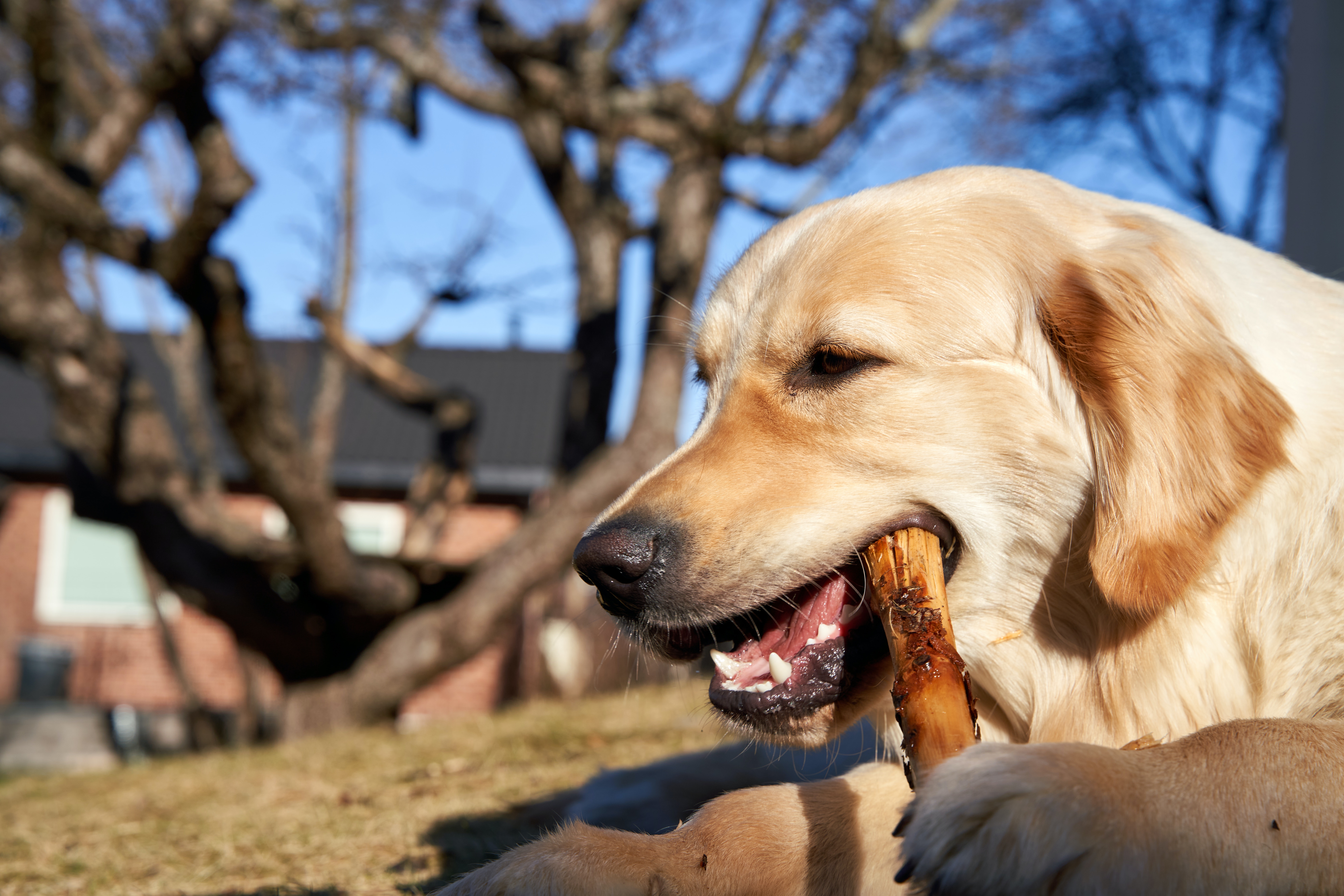 dog chewing on branch