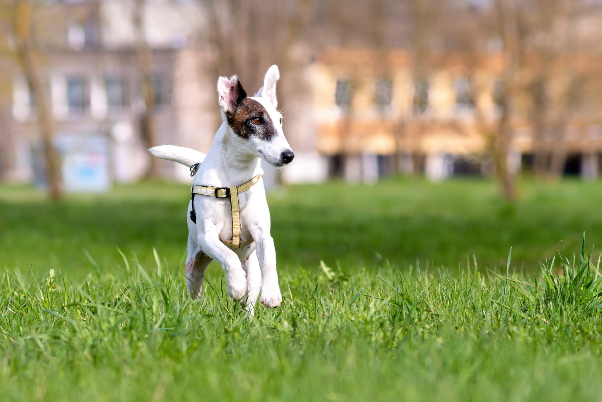 Poteau Valley Veterinary Hospital Patient Gallery Vet Clinic In