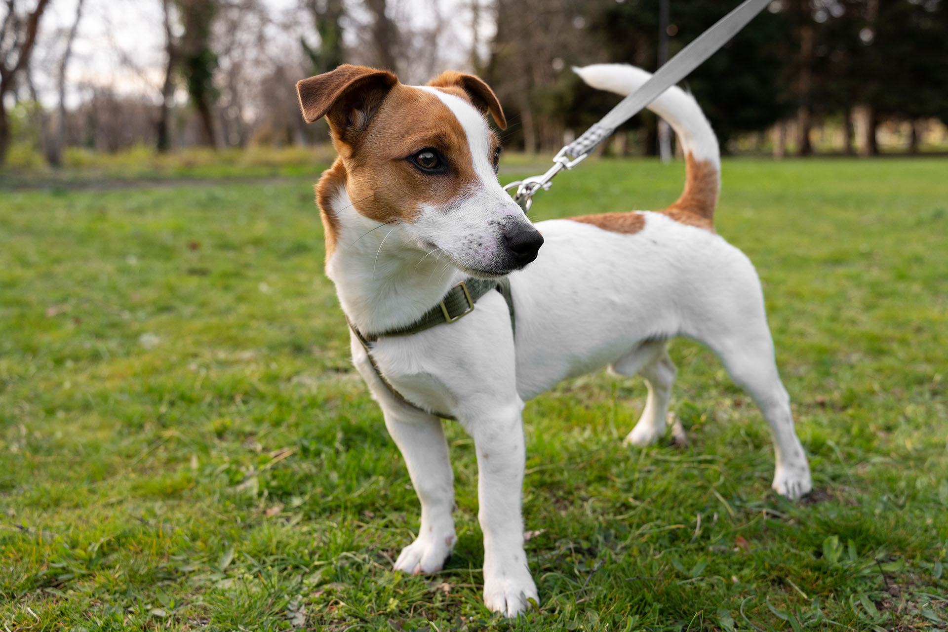 New Client Form Poteau Valley Veterinary Hospital