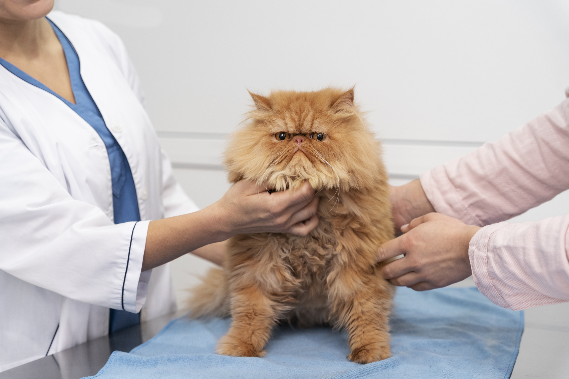 Pet Vaccinations In Poteau, OK 74953 Poteau Valley Veterinary Hospital