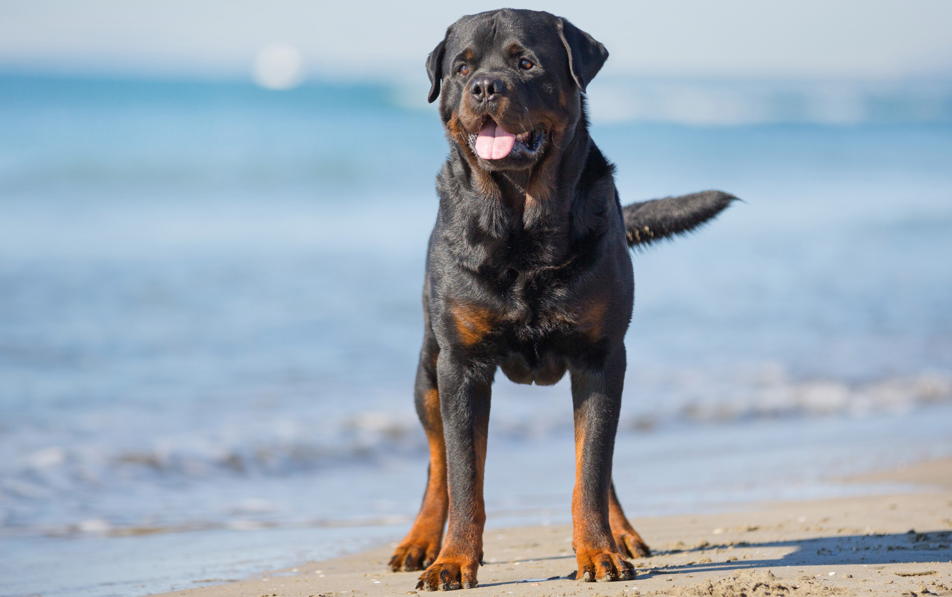 Poteau, OK 74953 Veterinary Services Poteau Valley Veterinary Hospital