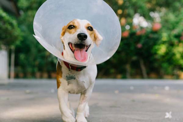 Jack Russell Terrrier with pet cone
