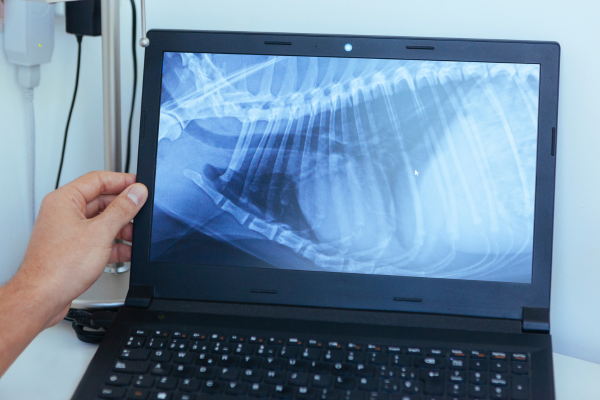 Doctor viewing a dog's x-ray<br />
